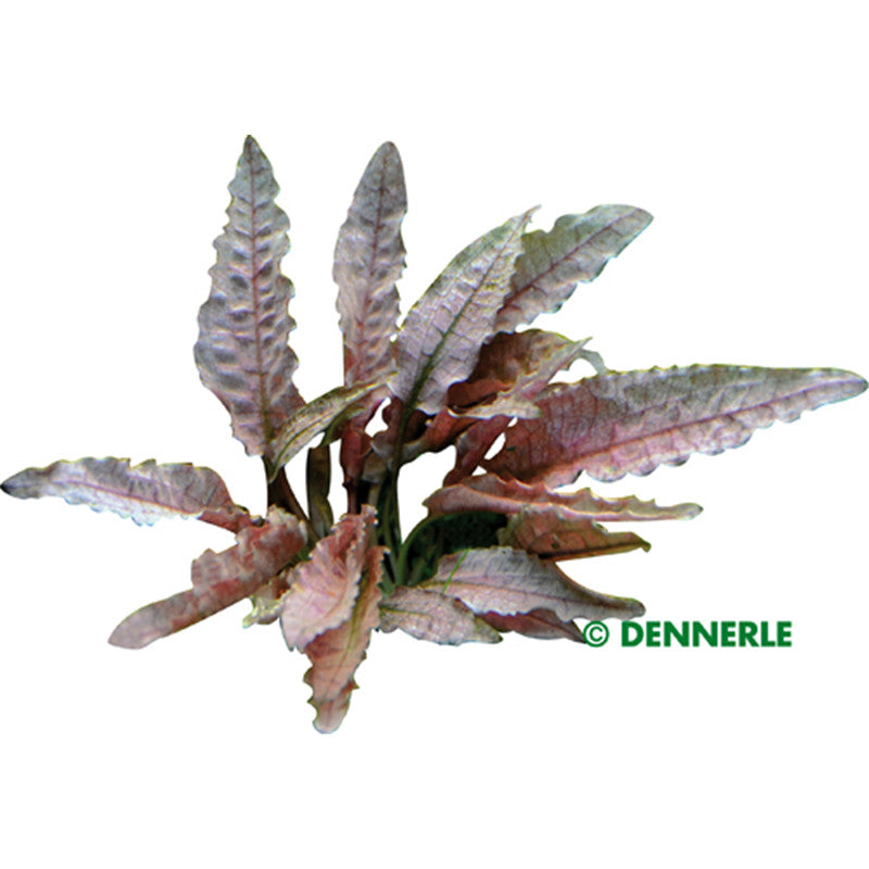 Dennerle Cryptocoryne spec.´Flamingo´ In-Vitro 1 Stück