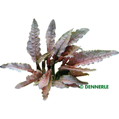Dennerle Cryptocoryne spec.´Flamingo´ In-Vitro 1 Stück