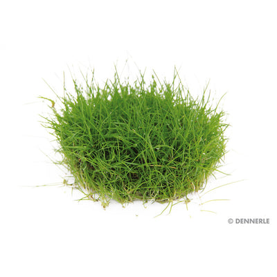 Dennerle Eleocharis pusilla, Dose (Invitro) 1 Stück