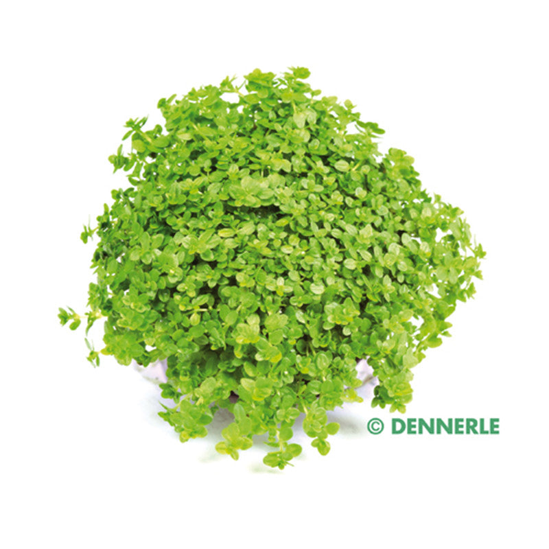 Dennerle Hemianthus calitrichoides ´Cuba´ In-Vitro 1 Stück