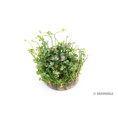 Dennerle Plants Marsilea hirsuta In-Vitro 1 Stück