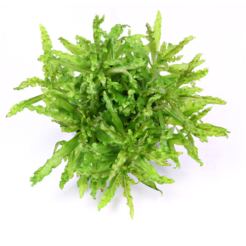 Dennerle Pogostemon helferi In-Vitro 1 Stück