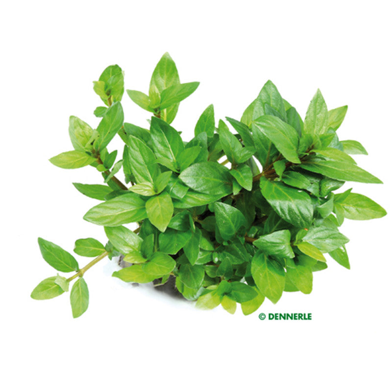 Dennerle Staurogyne repens In-Vitro 1 Stück