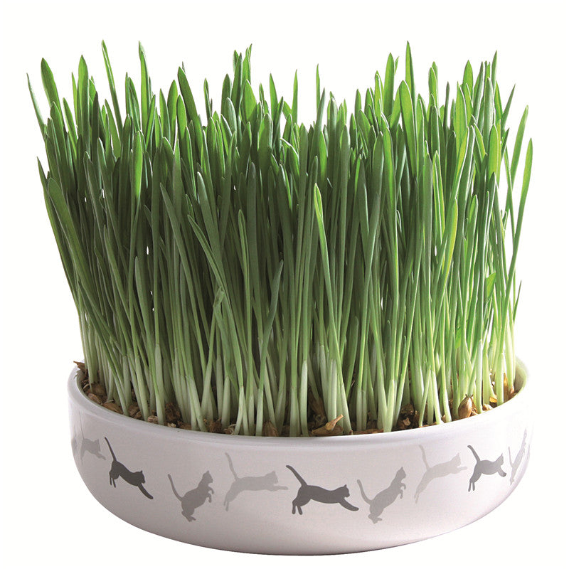 Trixie Keramikschale für Katzengras inkl. Katzengras Saat 50 g ø 15 × 4 cm