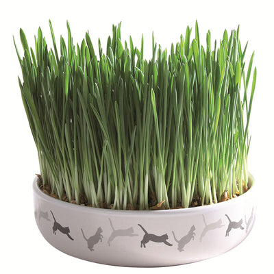 Trixie Keramikschale für Katzengras inkl. Katzengras Saat 50 g ø 15 × 4 cm