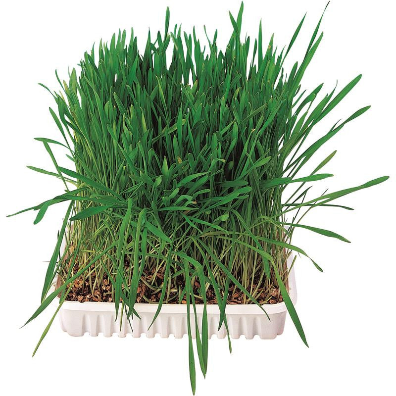 Trixie Kleintiergras 100 g