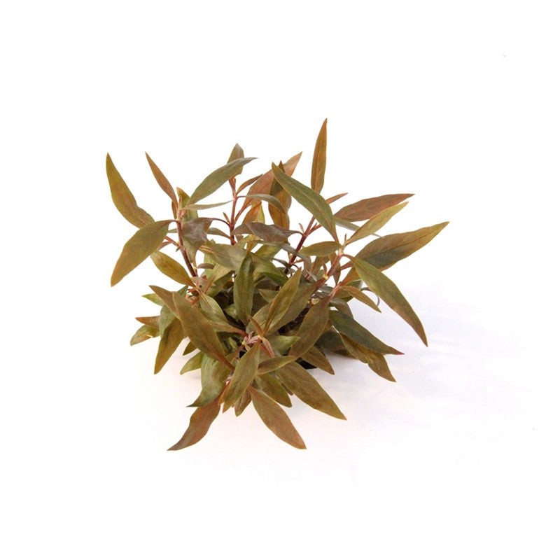 Dennerle Alternanthera reineckii ´Mini´ In-Vitro 1 Stück