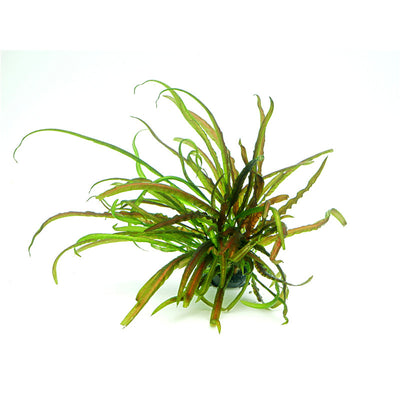 Dennerle Cryptocoryne crispatula In-Vitro 1 Stück