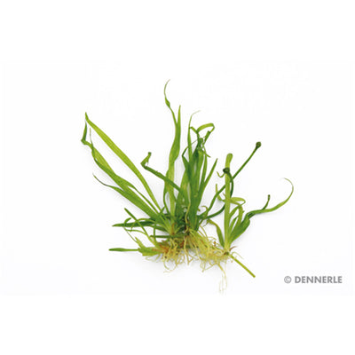 Dennerle Helanthium tenellum ´Broad leaf´ In-Vitro 1 Stück