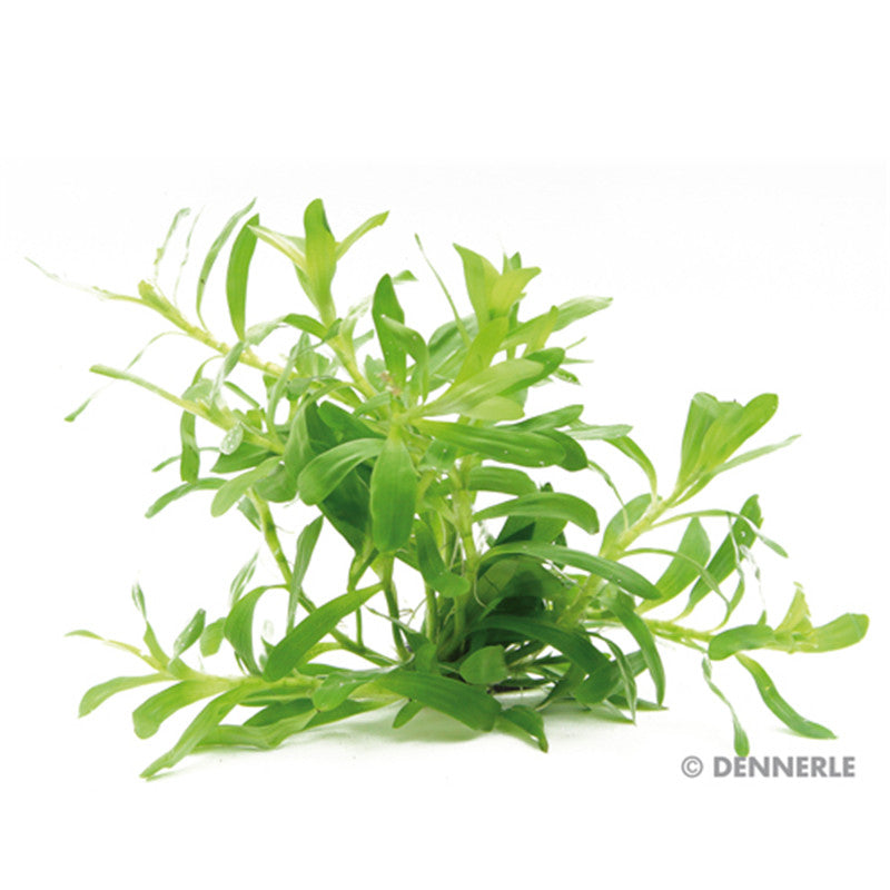 Dennerle Heteranthera zosterifolia In-Vitro 1 Stück