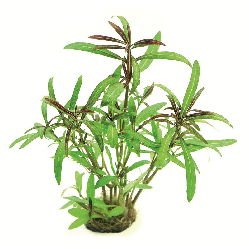 Dennerle Hygrophila lancea Araguaia In-Vitro 1 Stück