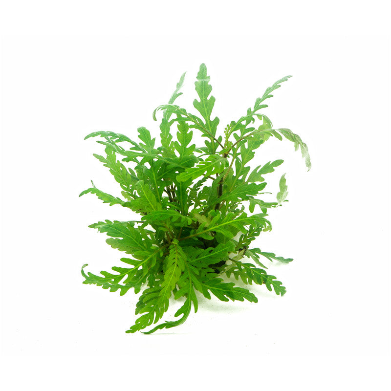 Dennerle Hygrophila pinnatifida In-Vitro 1 Stück