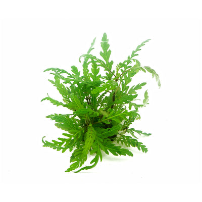Dennerle Hygrophila pinnatifida In-Vitro 1 Stück