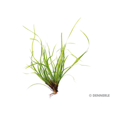 Dennerle Juncus repens In-Vitro 1 Stück