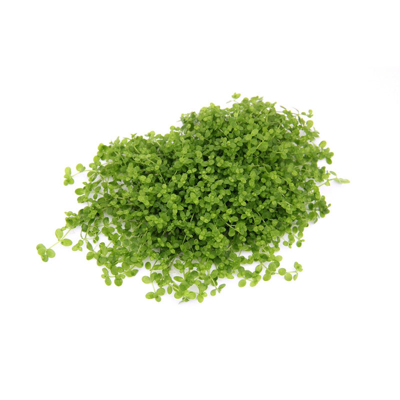 Dennerle Micranthemum spec. ´Montecarlo´ In-Vitro 1 Stück