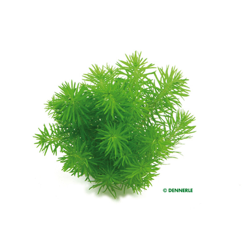 Dennerle Pogostemon erectus In-Vitro 1 Stück