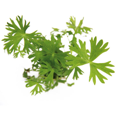 Dennerle Ranunculus inundatus In-Vitro 1 Stück