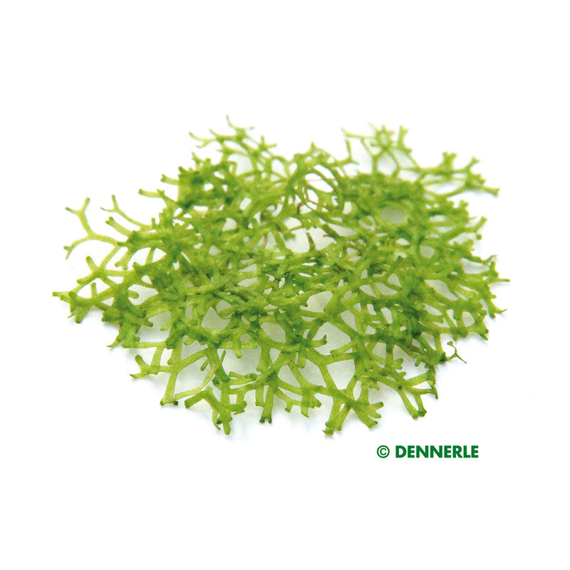 Dennerle Riccia fluitans In-Vitro 1 Stück