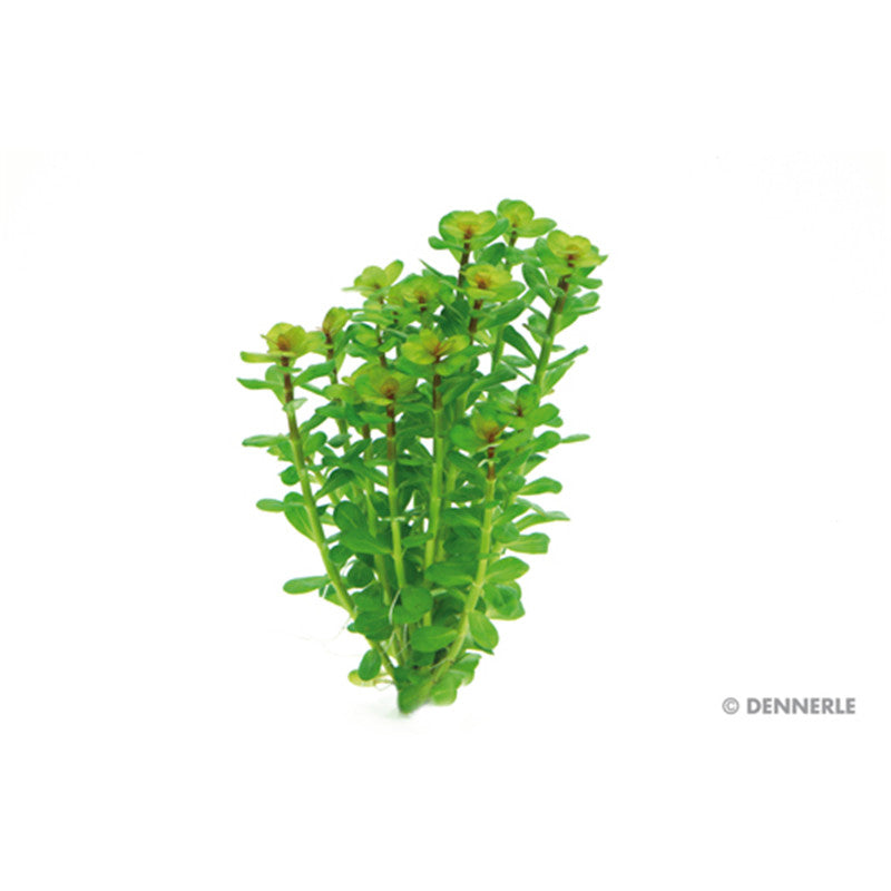 Dennerle Rotala indica In-Vitro 1 Stück