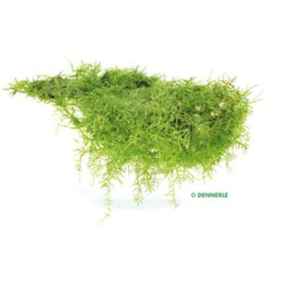 Dennerle Taxiphyllum barbieri In-Vitro 1 Stück