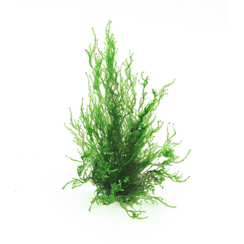 Dennerle Taxiphyllum spec. Flammenmoos In-Vitro 1 Stück