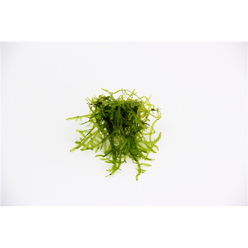 Dennerle Vesicularia ferriei In-Vitro 1 Stück