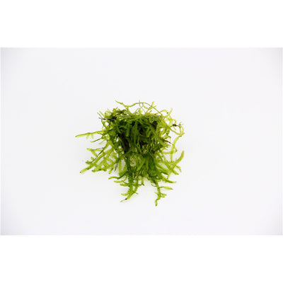 Dennerle Vesicularia ferriei In-Vitro 1 Stück