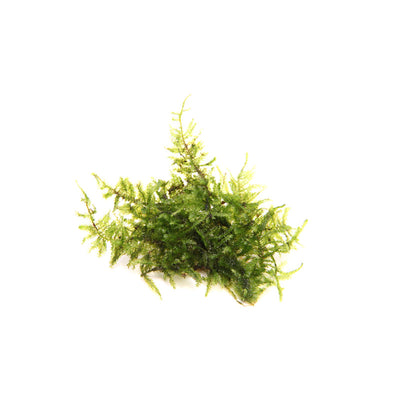 Dennerle Vesicularia montagnei In-Vitro 1 Stück